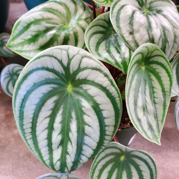 Images Deep Roots Garden Center