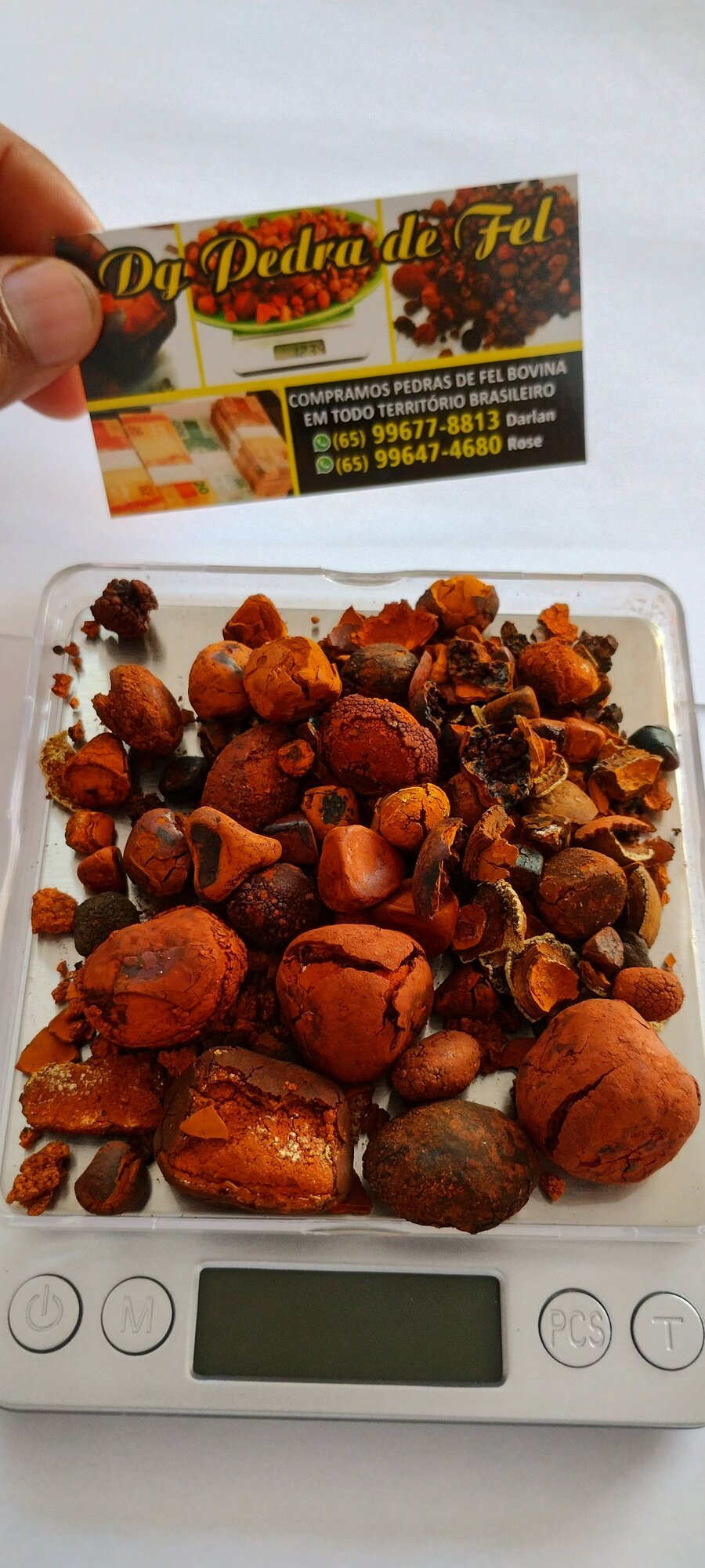 Images Dg pedras de fel bovinos