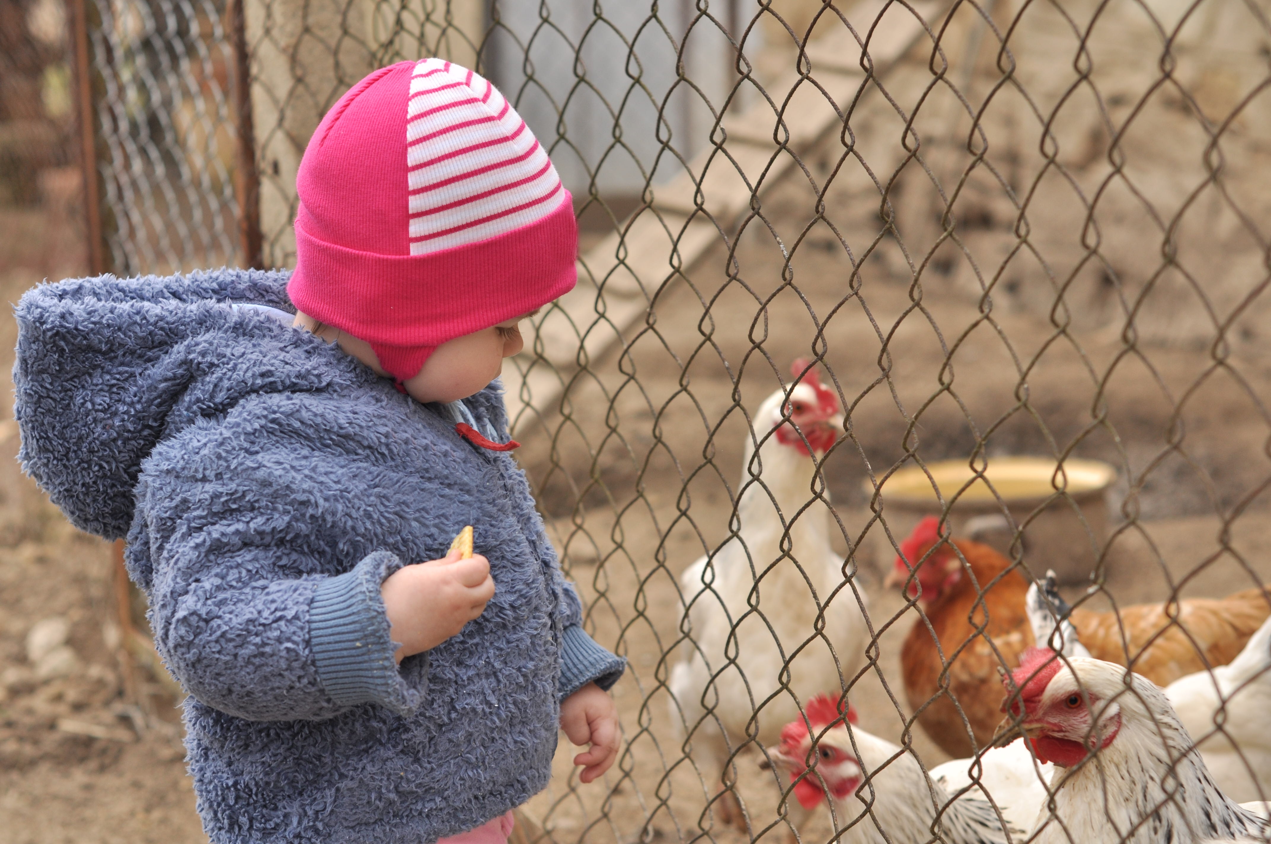 A young toddler enjoying a close-up interaction with chickens at the petting zoo enclosure, highlighting family-friendly outdoor activities and animal interactions.