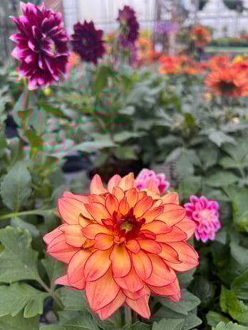 Images Grant Line Garden Center & Nursery