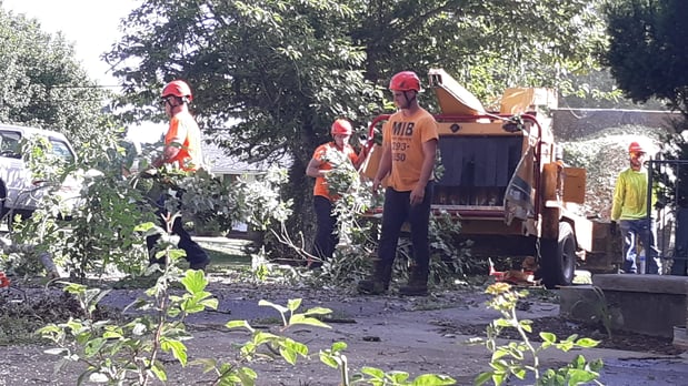 Images MIB Tree Service
