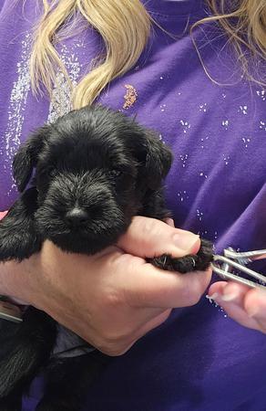 Images A'Lord Miniature Schnauzer