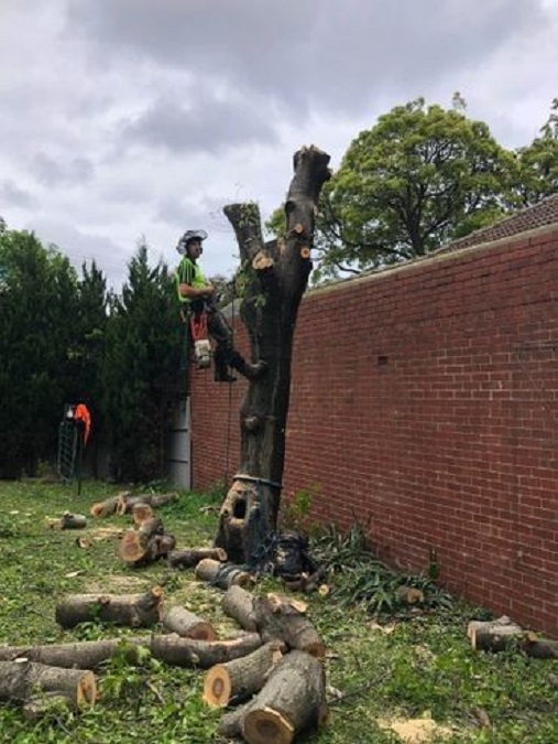 Images All Suburbs Tree & Stump Removal