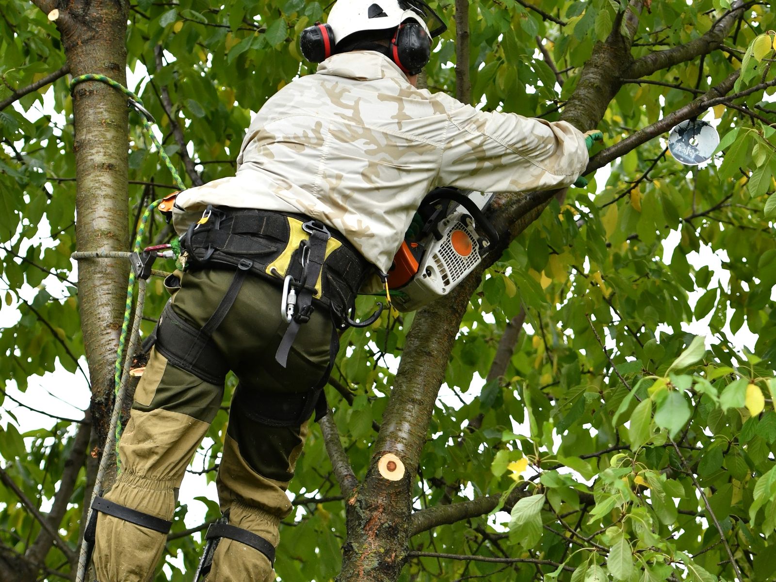 All The Above Tree Service