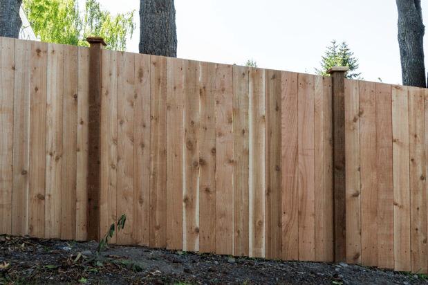 Images Rare Bears Fencing