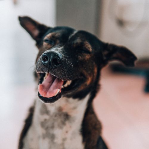 Images Shear Pawfection