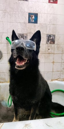 Images Precious Furs Pet Resort