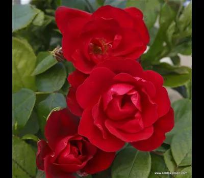 Rose 'Milano'_Zanker Gartenbau