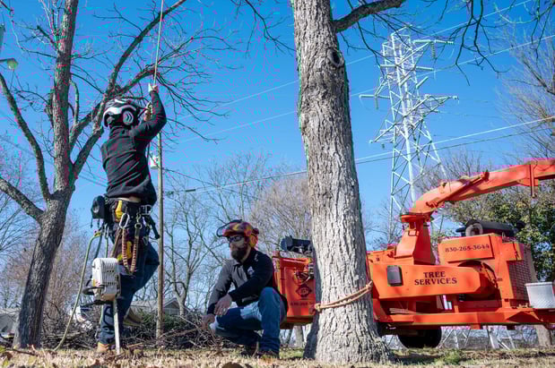 Images CBM Tree Services LLC