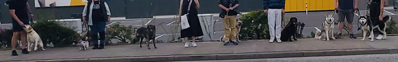 Hundecollege Hamburg, Farnstieg 9 in Hamburg