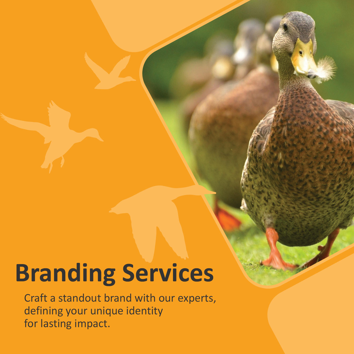 Get your ducks in a row with our branding services. Are you ready to stand out? Learn More: https://paraduxmedia.com