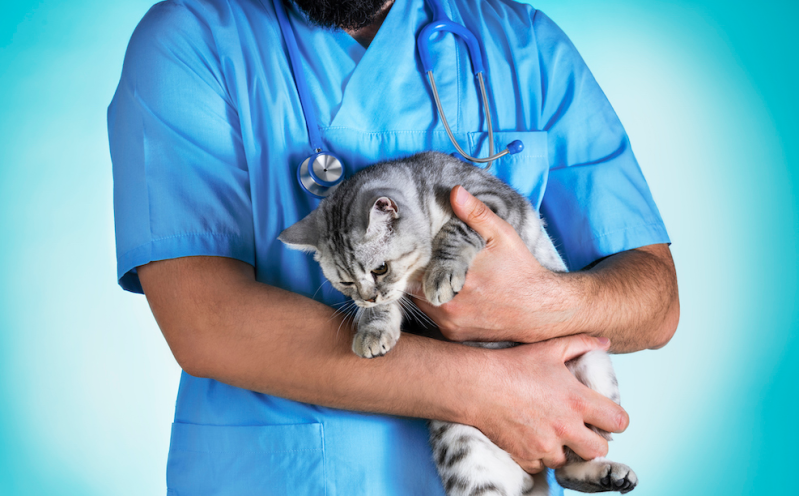 Images Clinica Veterinaria Associata dei Dottori Pieragostini & Petroni