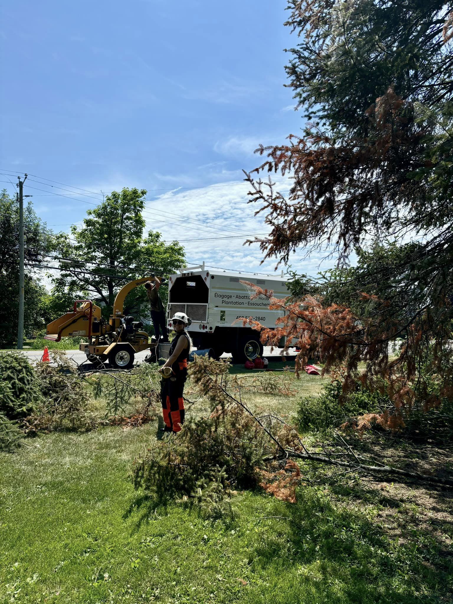 Images Arboriculture PH