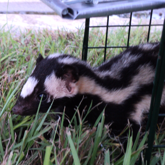 Nuisance skunk trapping and animal control services