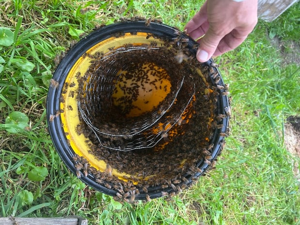 Images Kritscher Apiaries