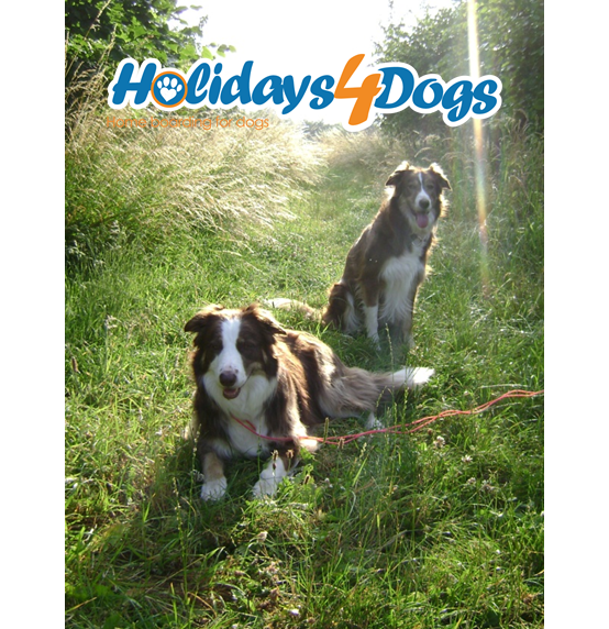 Happy dogs on a summer evening walk in the countryside and logo Holidays4Dogs