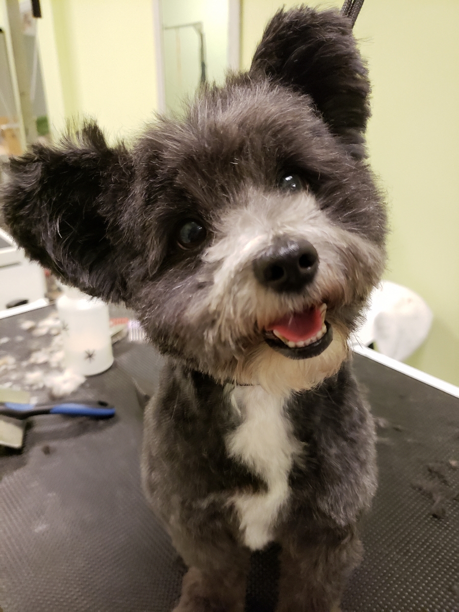 A close-up shot of a small, fluffy dog with gray and white fur, sitting on a grooming table. The dog's mouth is open, showing its pink tongue and teeth, and it appears to be panting happily. The background is slightly blurred, showing a light green wall and some grooming tools.