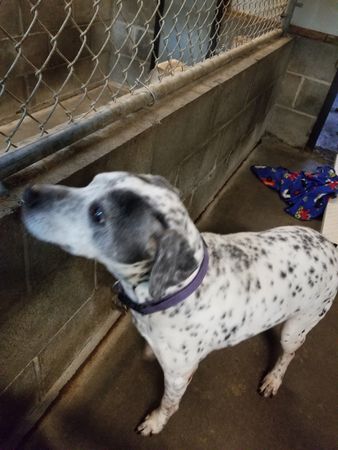 Images Marcinda Kennels