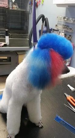 Images Palm Harbor Pet Grooming