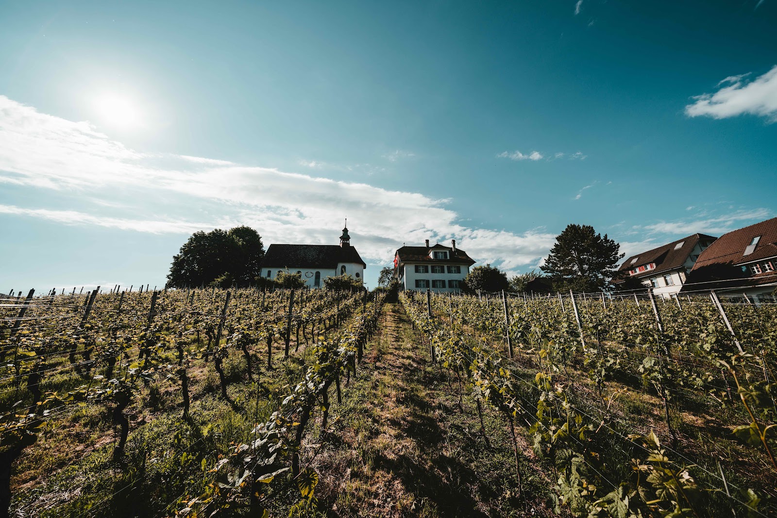 A vineyard under a bright blue sky with wispy clouds. Rows of grapevines stretch uphill, with a white church and a residential building visible in the background. The sun is shining brightly, casting long shadows.