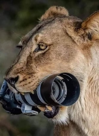 Images Scholl Insurance Agency, Inc.