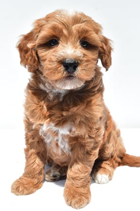 Images Ohiopuppypaws.com