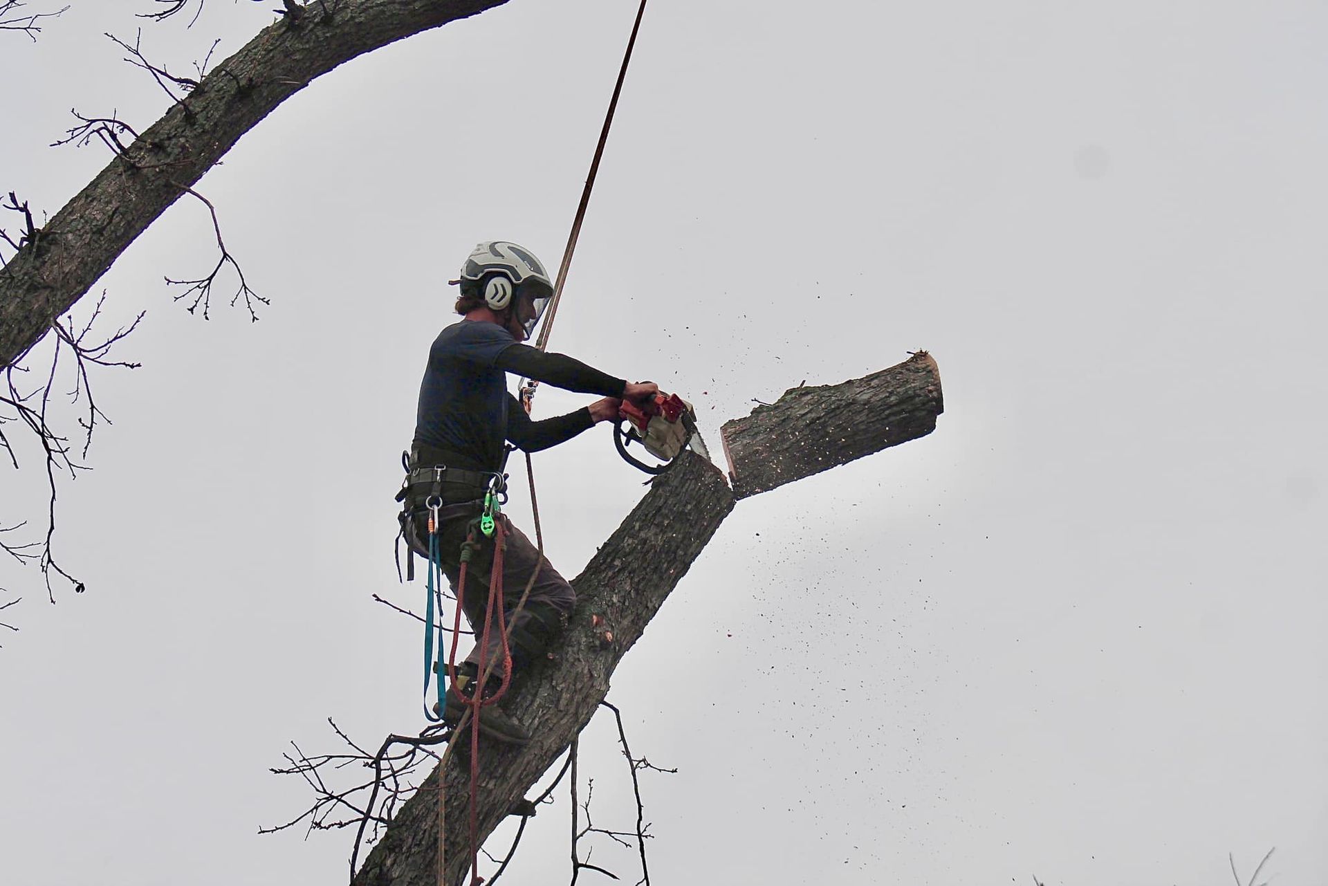 Forged Tree Service Image