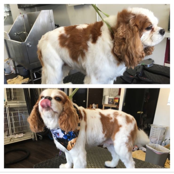 Rookie a K.C Spaniel blowing kisses after his groom 