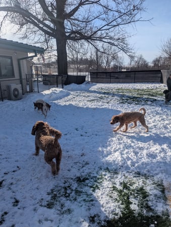 Images VCA Avondale Veterinary Hospital