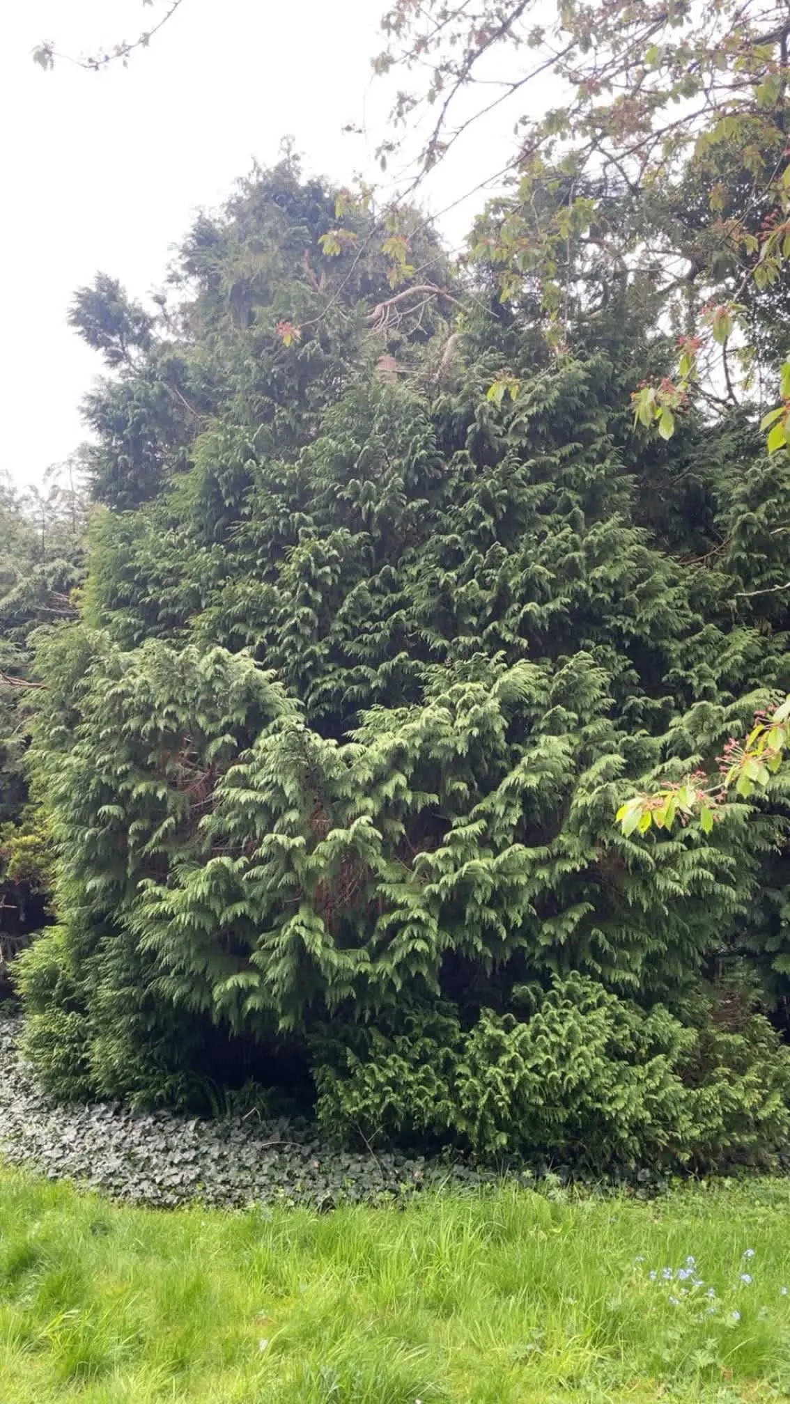 Images Oakwood Tree & Landscaping Services