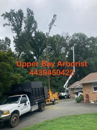 Images Upper Bay Arborist