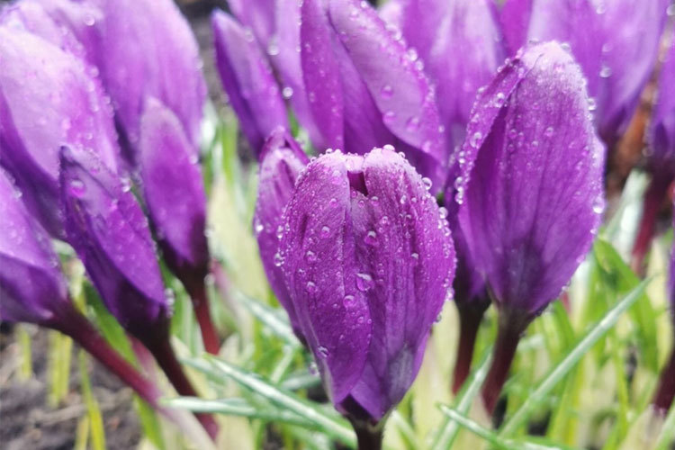 Images BLOMSTERBUA SELFORS AS