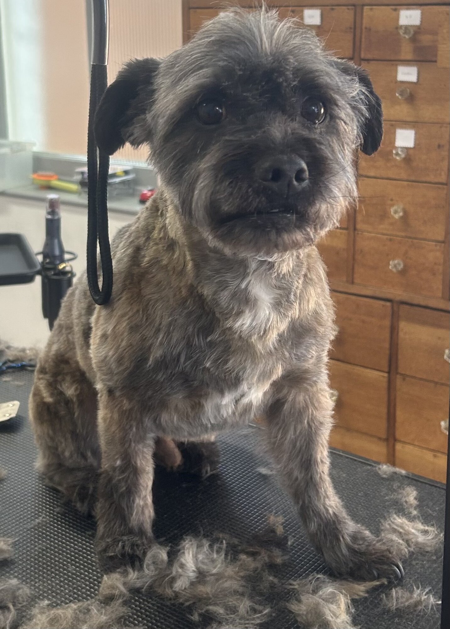 Images Me and My Dog