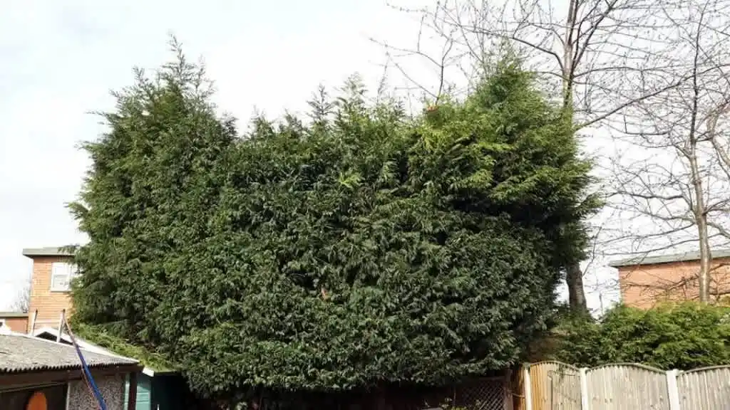 Images Star Fencing and Landscaping