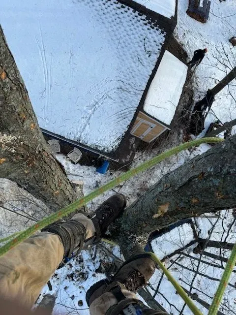 Aubertin Tree Service Image