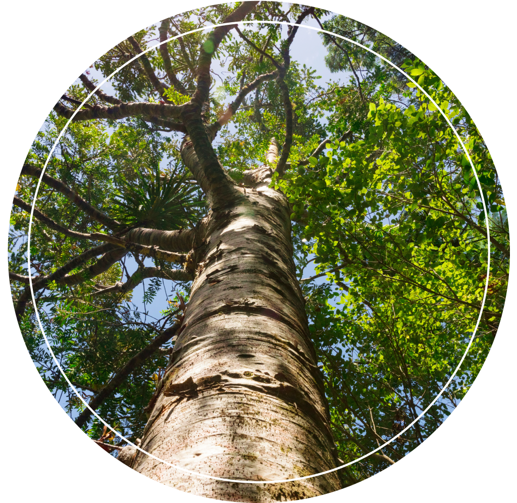A bottom-up view of a tall tree.