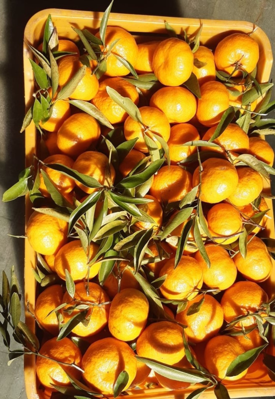 Images Capogreco Agricoltura