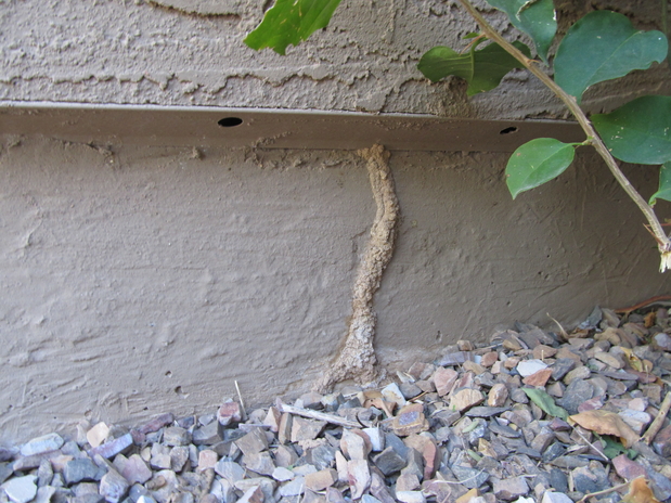 Images Bills Pest Termite Control