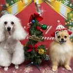 Images たまとポチ 宇津木店