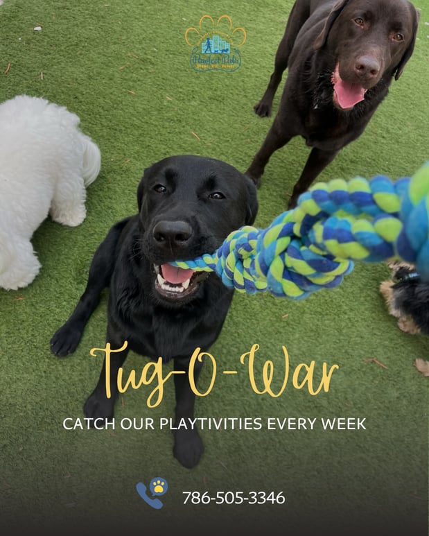 Images Pawfect Pals Miami