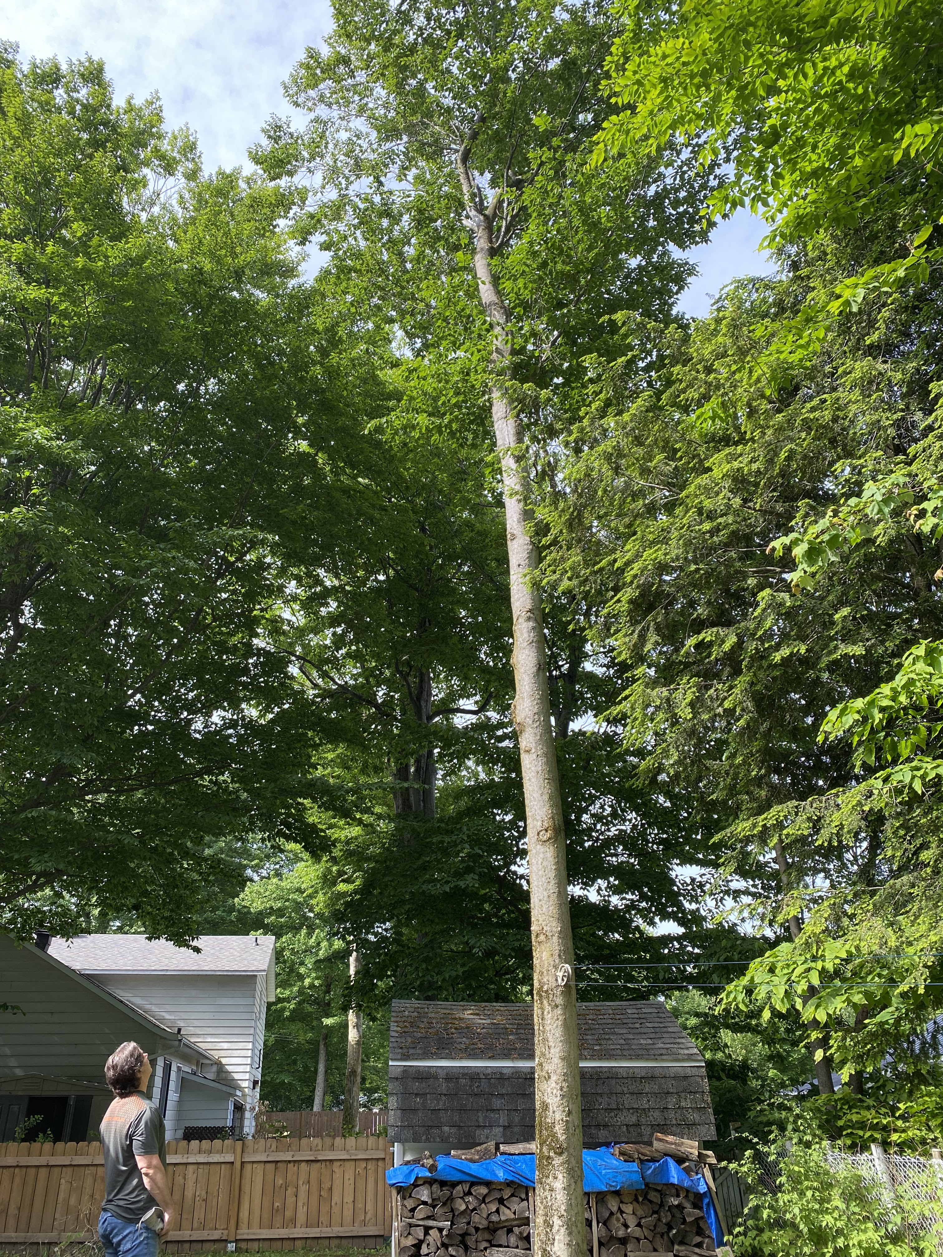 Images Altitude Abattage - Services d'arbres, Élagage, Émondage Eastman