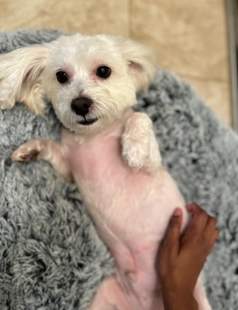 Images Pint Sized Pet Care