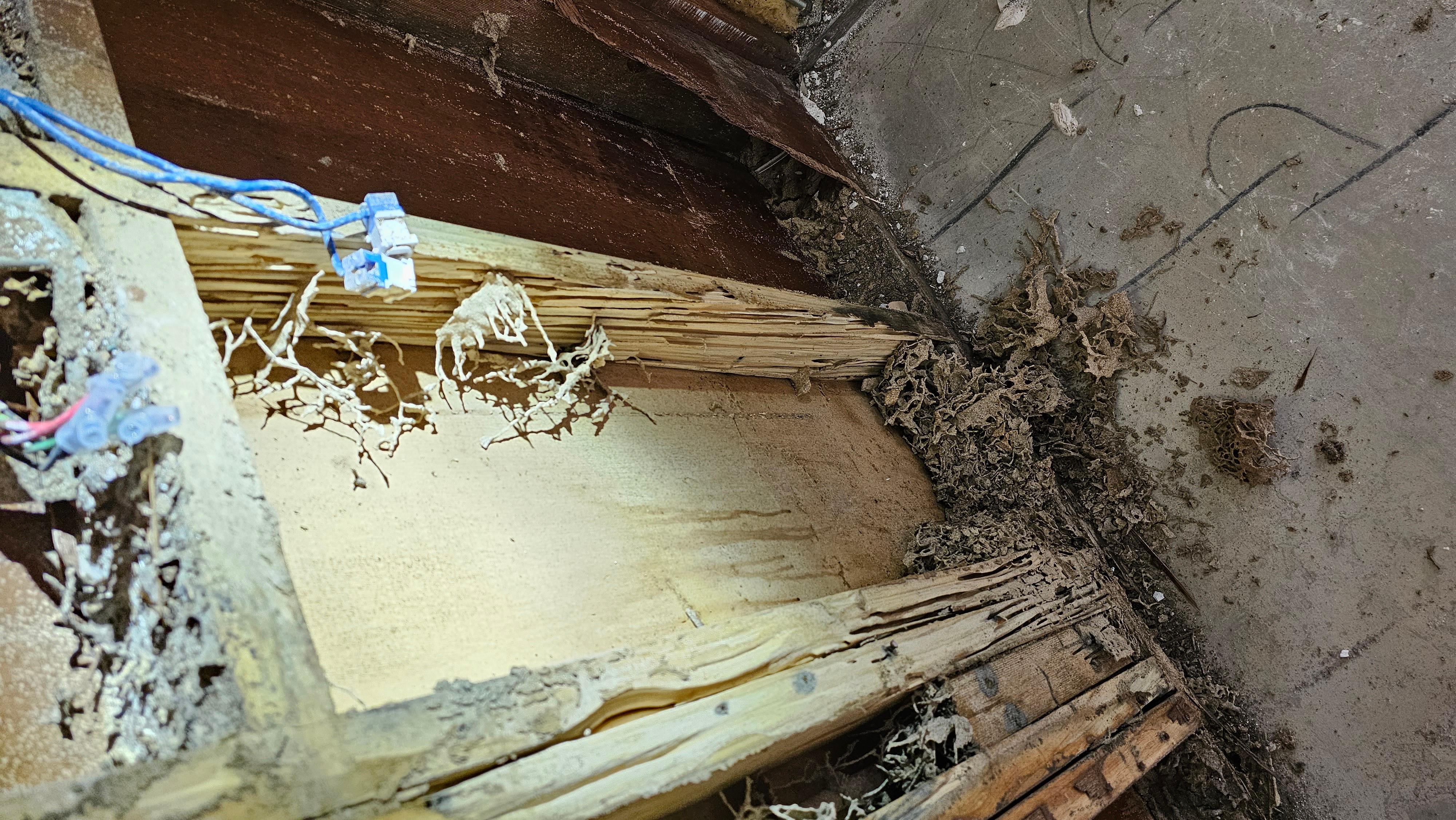 Images GC Pest Control Gold Coast