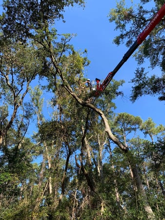 Images A Cut Above Tree Experts