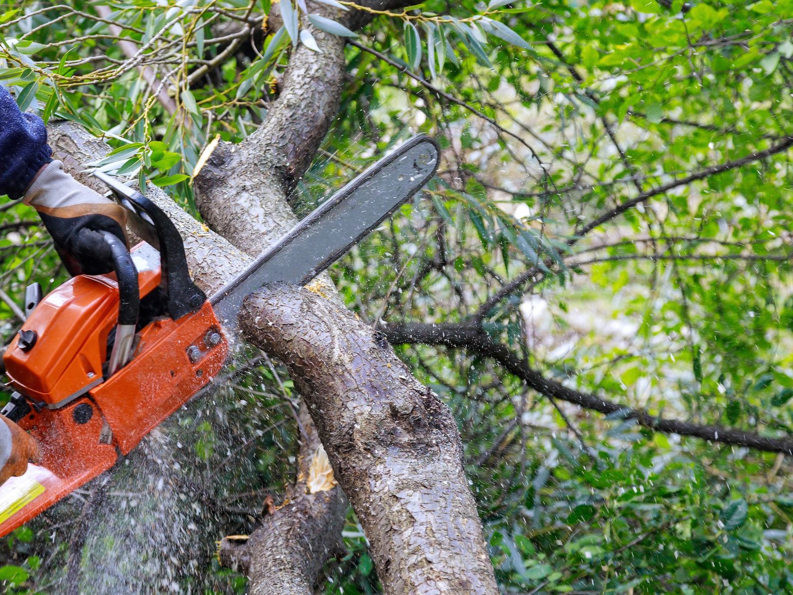 Aspen Tree Expert Co., Inc.