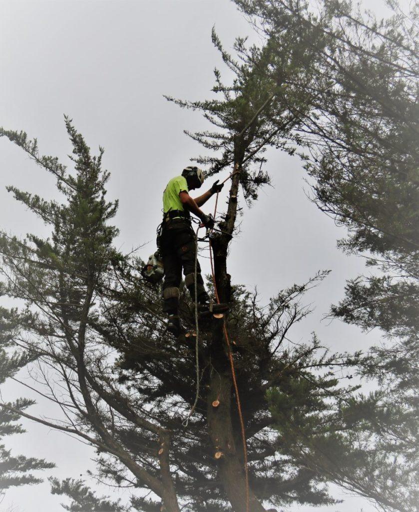 Images Redback Tree Services Greensborough