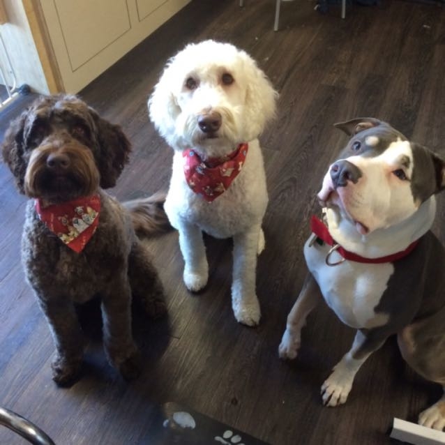 Max (brown), Marcus, and Zeus sitting like gentleman 