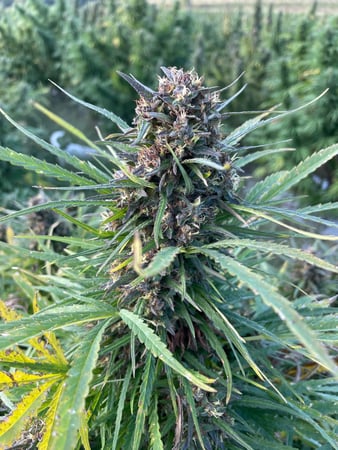 Images Wholesale Hemp Farms