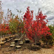 Gregory Creek Garden Center Photo