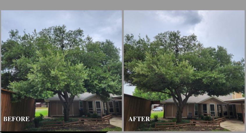 Before and after of trimmed tree in Denton, Texas